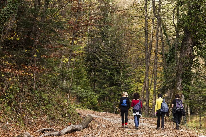 Guided Shared Group Forest Bathing Session in Serene Woodland Park - Photo 1 of 6